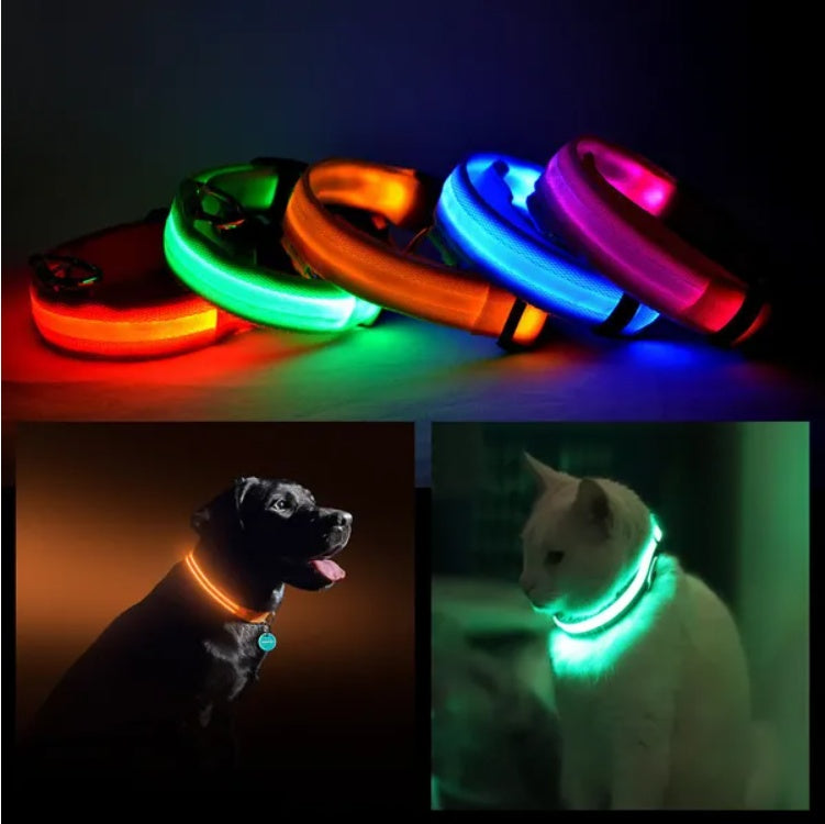 LED glow collars for pets in assorted colors, worn by a dog and a cat, night visibility